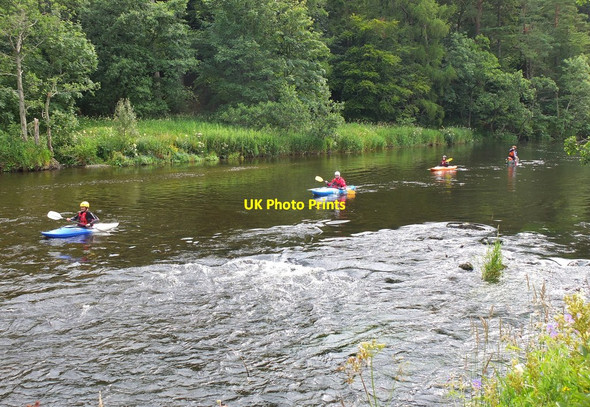 Photo 6"x4" Line astern on the Tweed at Neidpath Peebles\/NT2540 c2015