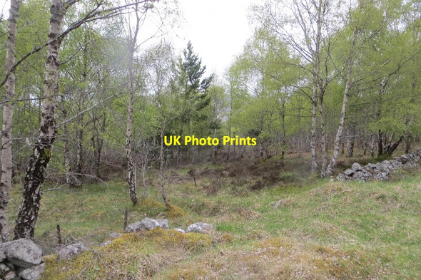 Photo 6"x4" Birch woods above Dunalasdair Dalriach\/NN7459 c2015