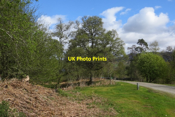 Photo 6"x4" Woodland, Carie Carie\/NN6157 c2015