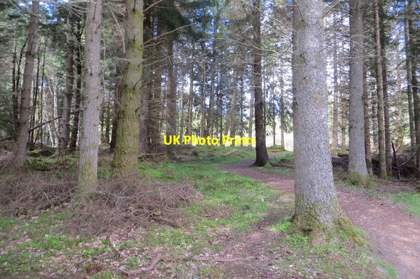 Photo 6"x4" Path, Rannoch Forest Carie Burn c2015