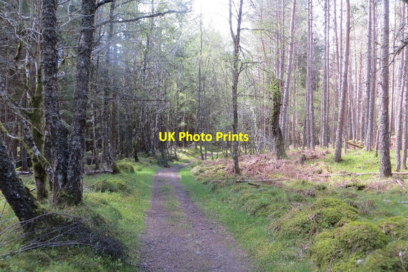 Photo 6"x4" Path, Rannoch Forest Carie Burn c2015