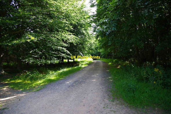 Photo 6"x4" Forestry road in King's Wood, near Challock, Kent Molash c2015