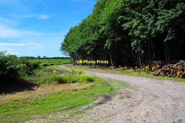 Photo 6"x4" Forestry road in King's Wood, near Challock, Kent Molash c2015