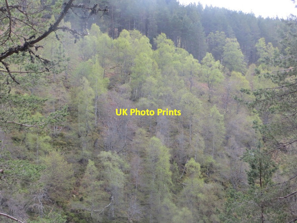 Photo 6"x4" Birches, Allt na Bogair Creagan na C\u00f2rr c2015