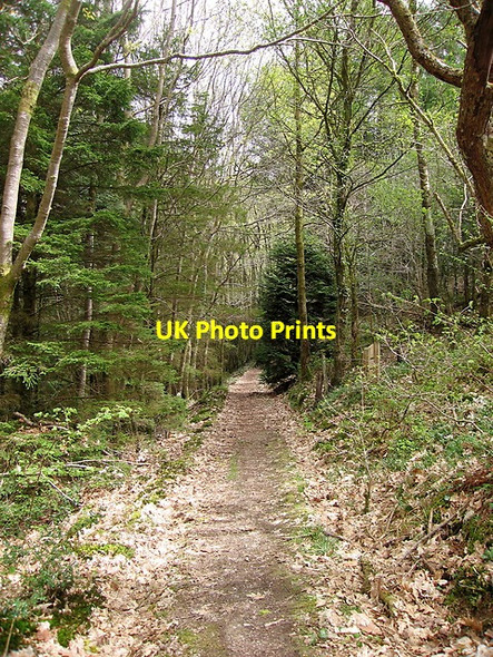 Photo 6"x4" Path, Rheidol gorge Devil's Bridge\/Pontarfynach c2015