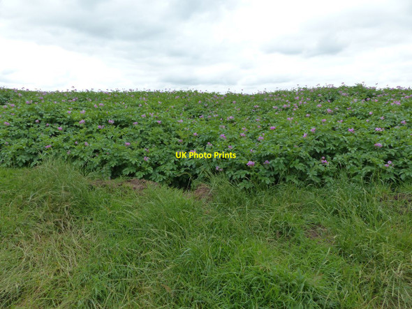 Photo 6"x4" Footpath through potato field Little Bollington c2015