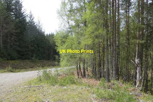 Photo 6"x4" Rannoch Forest Back Wood of Rannoch c2015