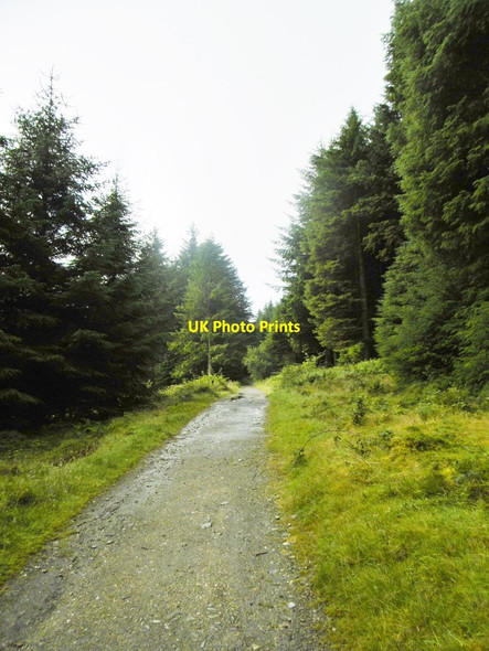 Photo 6"x4" South Barrule, forestry track Foxdale c2015