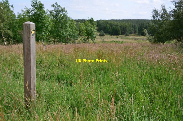 Photo 6"x4" Marker post, path to forest tracks Salenside c2015
