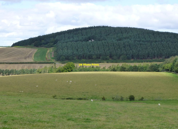 Photo 6"x4" Pasture with sheep on northern slopes of White Hill Kimmerston c2015