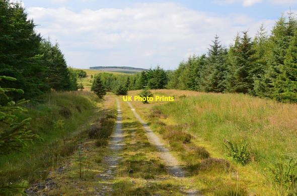 Photo 6"x4" Forest track Salenside c2015