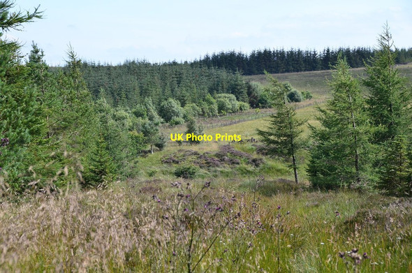 Photo 6"x4" Exit from the forest, Moss Knowe Salenside c2015