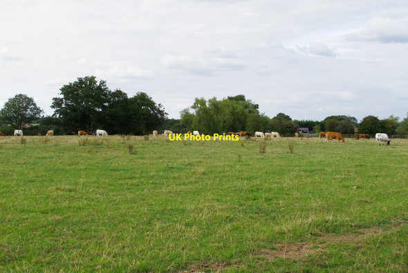 Photo 6"x4" Cows in field at Margaretting Tye Margaretting Tye c2015