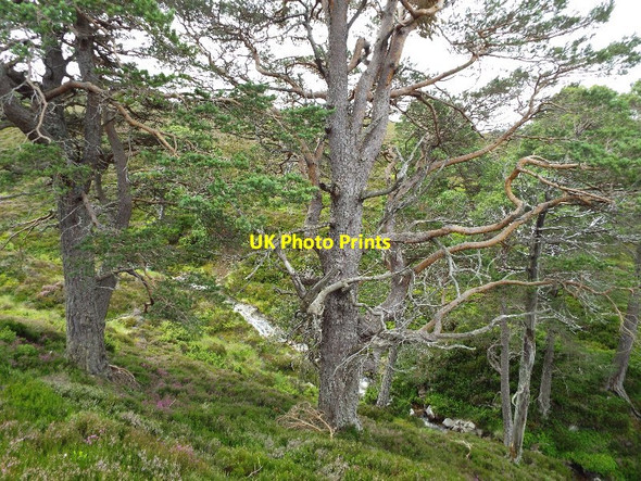 Photo 6"x4" Survivors above Glenfeshie Carnachuin c2015