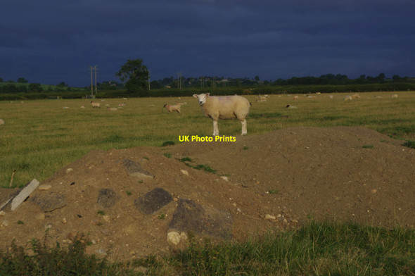 Photo 6"x4" Sheep pasture near Smeeton Westerby Gumley c2015