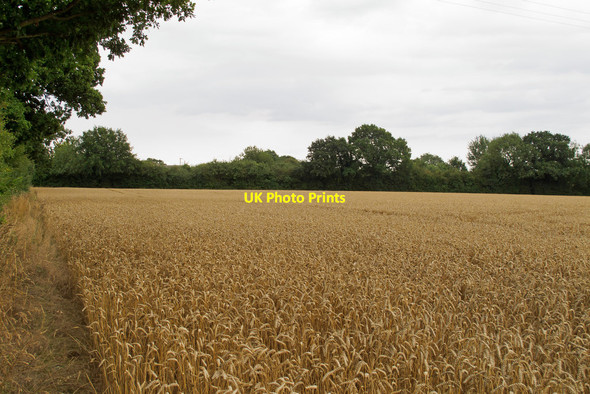 Photo 6"x4" Wheat field near Harrow Street, Leavenheath Leavenheath c2015