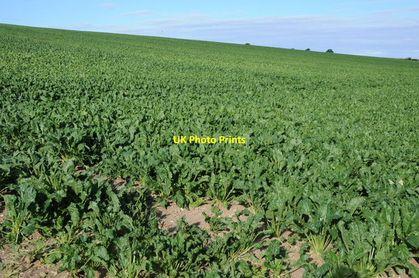 Photo 6"x4" A root crop, probably sugar beet Fring c2015