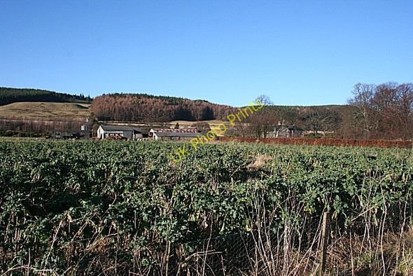 Photo 6"x4" Collie Farm Orton\/NJ3153 c2009
