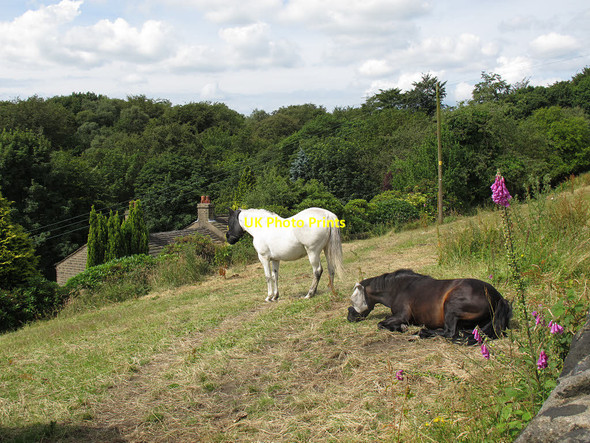 Photo 6"x4" Horses near Rochdale Road Sowerby Bridge c2014