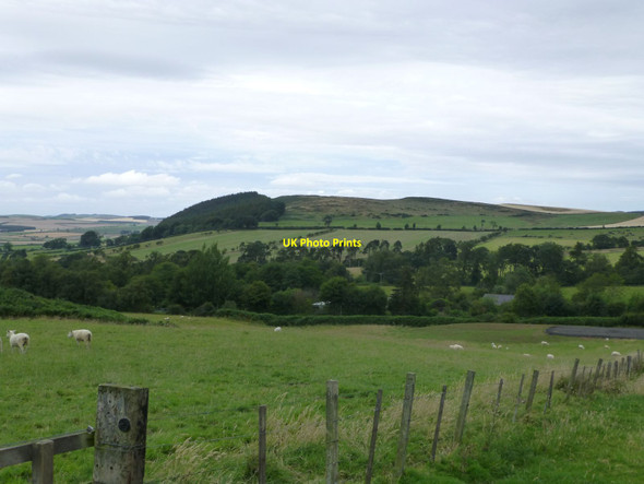 Photo 6"x4" Sheep in pasture at Shielhope Chillingham c2015