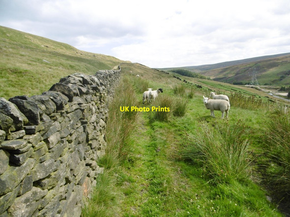 Photo 6"x4" Pikenaze Hill, sheep grazing Crowden\/SK0799 c2015