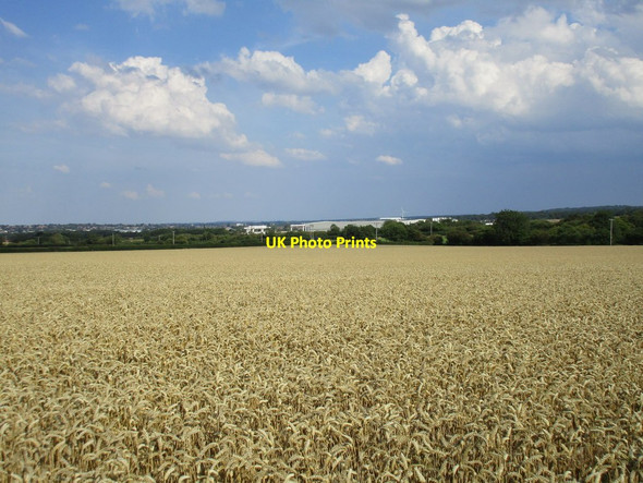 Photo 6"x4" Wheat field near Steetley Darfoulds c2015