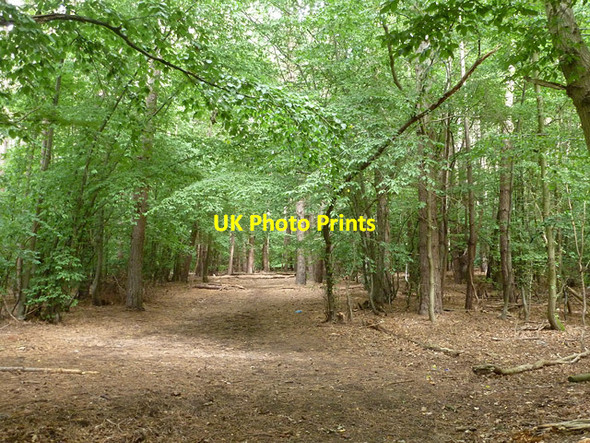 Photo 6"x4" Beech Grove Wormley West End c2015