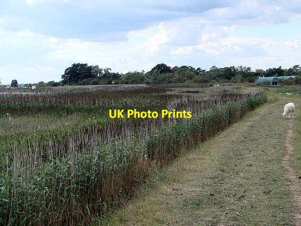 Photo 6"x4" Path beside the Yare Reedham\/TG4201 c2011