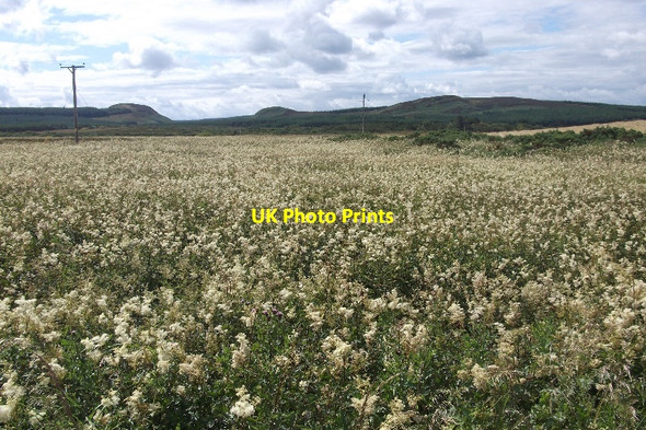 Photo 6"x4" Meadowsweet, Dounreay Burn Isauld c2015
