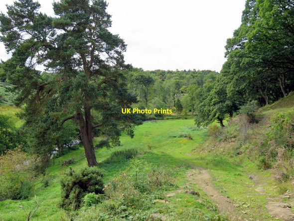 Photo 6"x4" Path above River Gaunless Butterknowle c2015