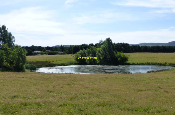 Photo 6"x4" Swans on a pond Milfield c2015