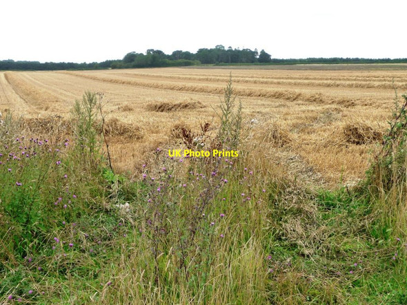 Photo 6"x4" Wheatfield, mid-harvest, off Walsham Road Langham\/TL9769 c2015