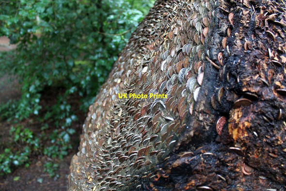 Photo 6"x4" Tree coins, The Hermitage, Dunkeld Inver\/NO0142 c2015