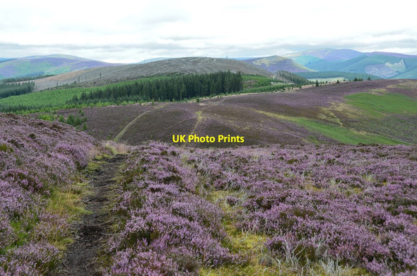 Photo 6"x4" Path in the heather near Cardrona Forest Howford\/NT3136 c2015