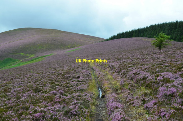 Photo 6"x4" Path on Little Craigie Side Howford\/NT3136 c2015