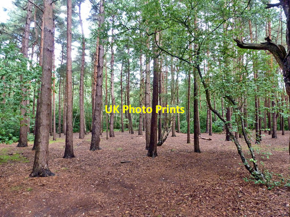 Photo 6"x4" Woodland, Bagshot Heath Lightwater c2015