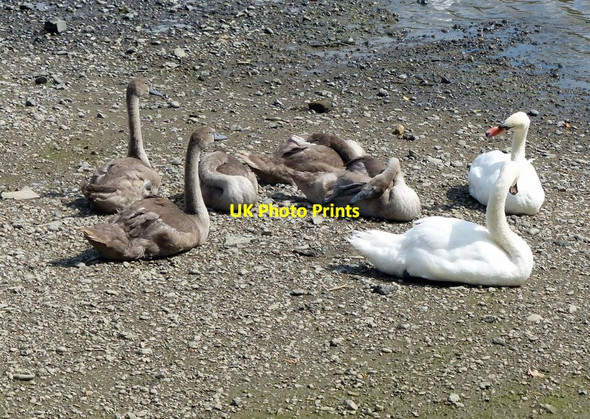 Photo 6"x4" Family of swans on the banks of the River Thames Brentford c2015
