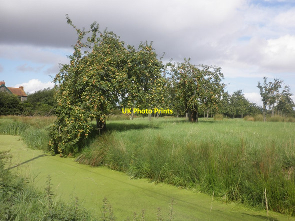 Photo 6"x4" Apple orchard, on Broadstone Lane Icelton c2015