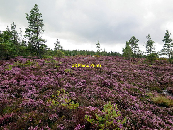 Photo 6"x4" Heather moorland above Callaly Crag Callaly c2015