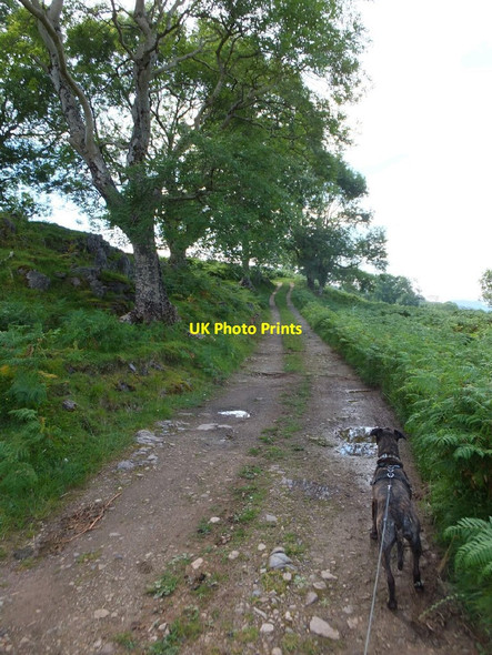 Photo 6"x4" The track to Rassal Sanachan c2015