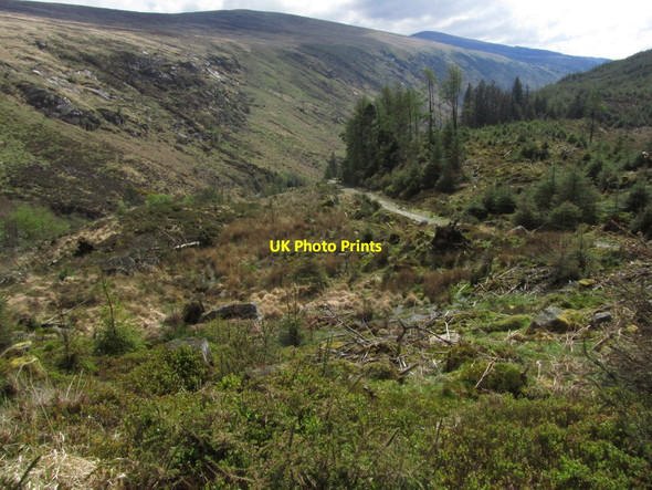 Photo 6"x4" Forest track in upper part of Glenmalure (Lanigans) Knockanarrigan c2015