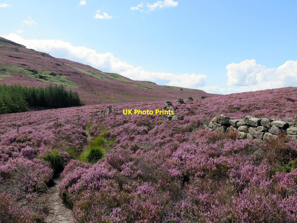 Photo 6"x4" Ruined wall below Long Crag Callaly c2015