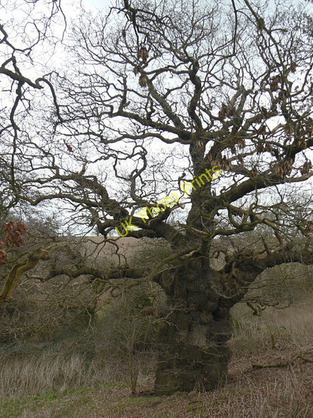 Photo 6"x4" Knobbly Oak Dunstal c2009