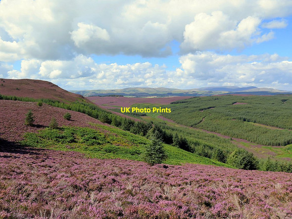 Photo 6"x4" Moorland and forest below Long Crag Callaly c2015