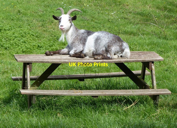 Photo 6"x4" Goat on a picnic bench Rotten Row\/SP1875 c2015