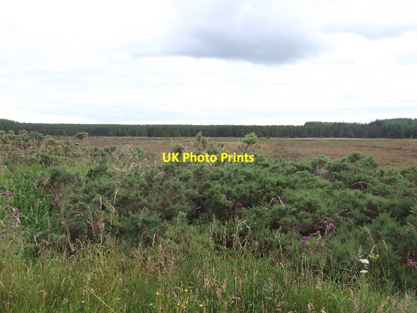 Photo 6"x4" Bog, Gills Gills c2015 P1
