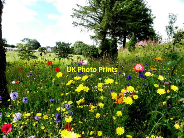 Photo 6"x4" Wildflowers, Culnaha Augher c2015