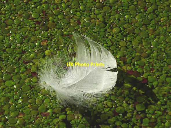 Photo 6"x4" A swan's feather on the Lancaster Canal Stainton\/SD5285 c2015