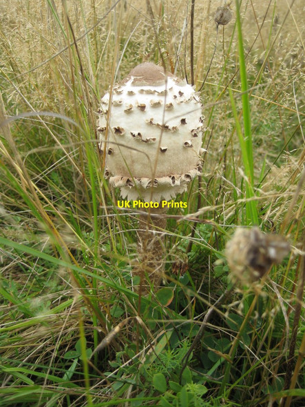 Photo 6"x4" Fungus on Malvern Common Great Malvern c2015