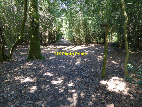 Photo 6"x4" Path passes junction signpost on the common Heath Common\/TQ1114 c2015